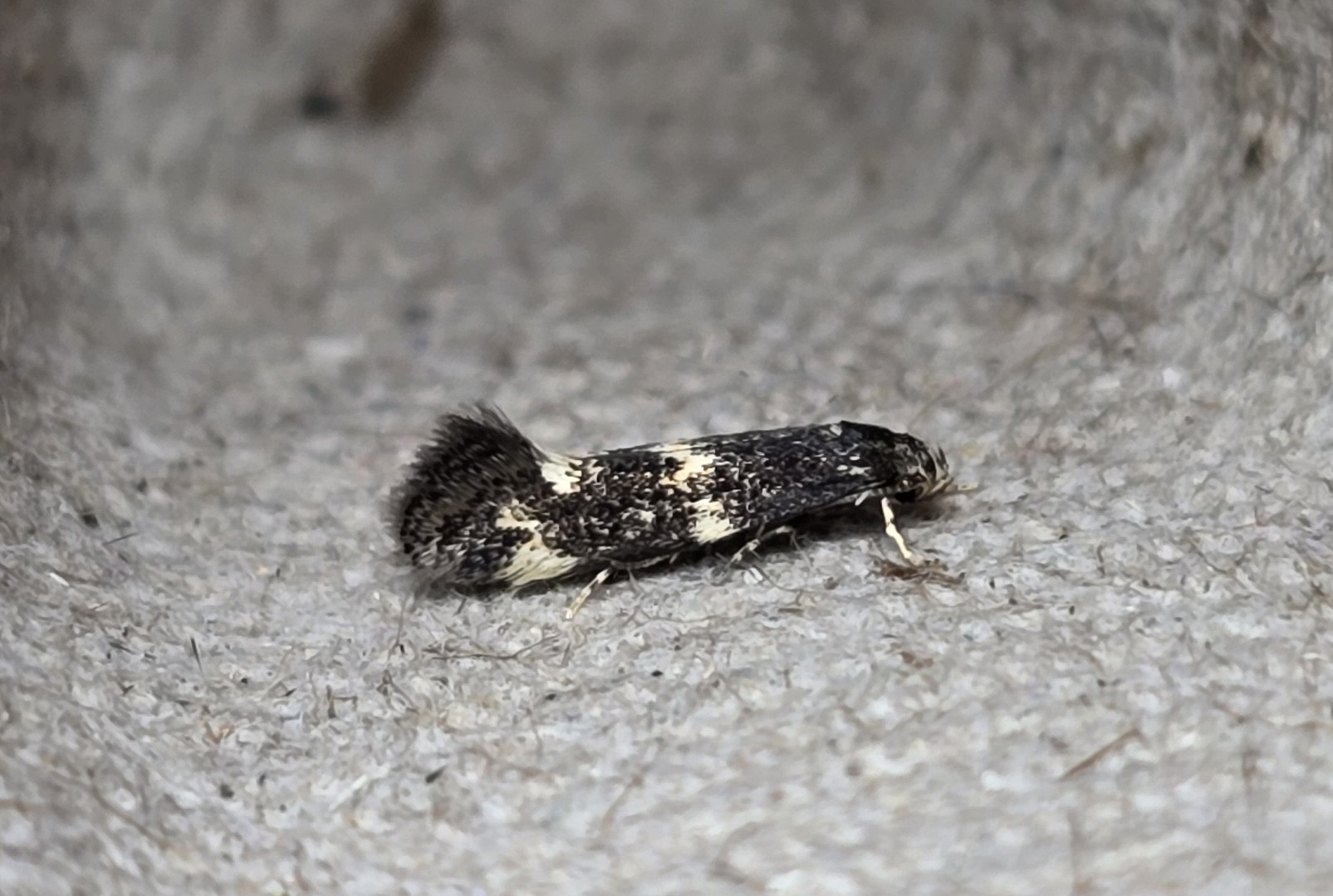 Photo of Black-headed Dwarf (Elachista atricomella)